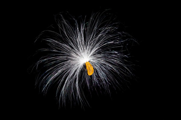 Butterfly Weed Tuft by Joe Riederer